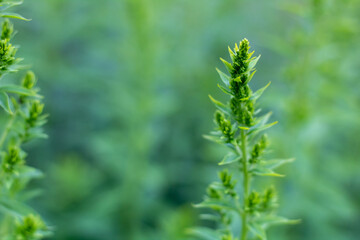 Natural blurred background of green garden plants, Gently green pattern.