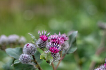 Young reptile flowers on a blurred green background.