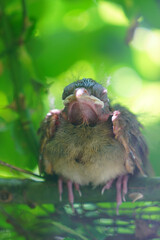 A fledgling Northern Cardinal chick bird standing by the nest