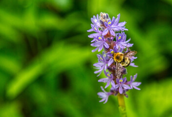 bee on flower