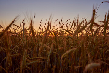 Fototapeta premium Rye field in a sunset. Harvesting concept