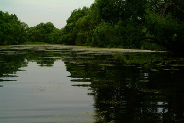 small river overgrown with grass in summer, Russia