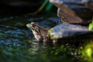 frog in the pond