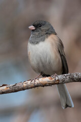 Dark-eyed Junco on a branch