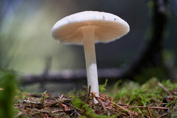 Natur

