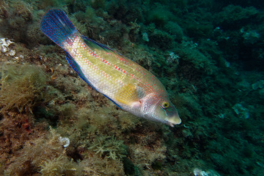 Male Peacock wrasse (Symphodus tinca) in Mediterranean Sea