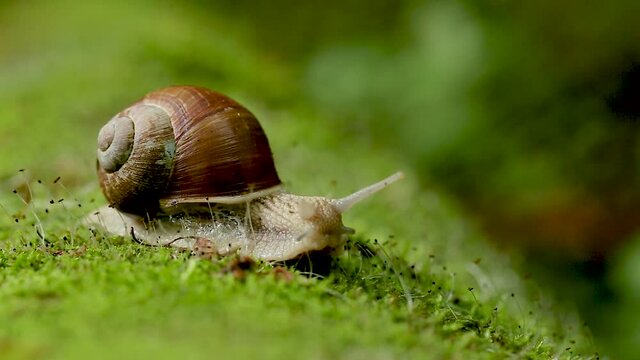 Helix pomatia, common names the Roman snail, Burgundy snail, edible snail or escargot, is a species in the family Helicidae. Burgundy snail (Helix pomatia) in the natural environment among green moss.