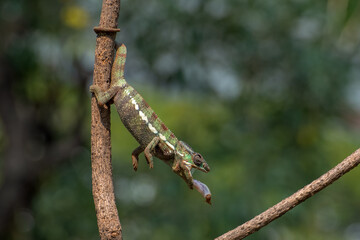 Panther chameleon catching prey