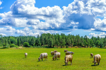 Fototapeta premium Summer landscape with cows grazing grass