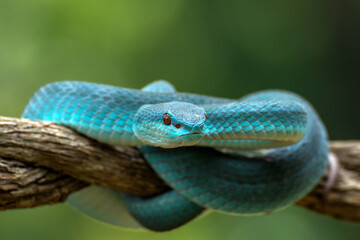 white-lipped island pit viper, trimesurus insularis