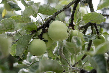 Weisser Klarapfel an einem Apfelbaum