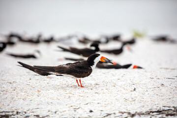 Black Skimmers on the Sand