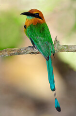 Broad billed Mot Mot on a branch in Panama jungle