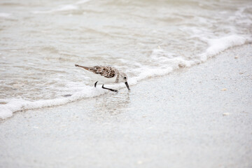 Sanderling at the Seashore