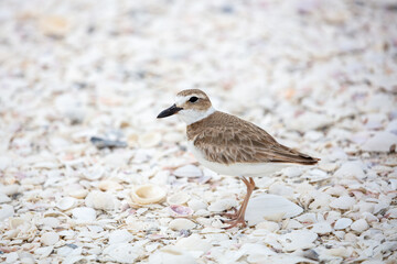 Wilson's Plover and Seashells