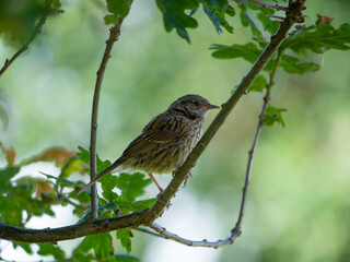 Young Dunnock