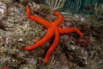 Mediterranean red sea star (Echinaster sepositus)