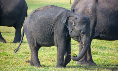 baby elephant