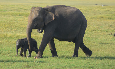 Fototapeta premium baby elephant with mother