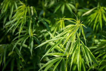 Obraz premium Field of canabis or marihuana weed