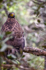red tailed hawk in wilpattu national park sri lanka