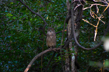 owl in woods