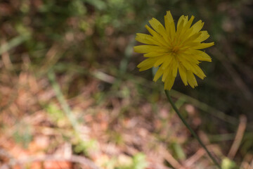 kwiat żółty łodyga makro lato