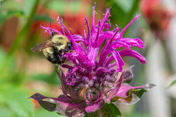 Bumblebee landing on purple bee balm monarda flower in summer in garden