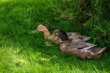A pair of ducks perched on the lawn. Sex differences in nature. Male and female. Gaze