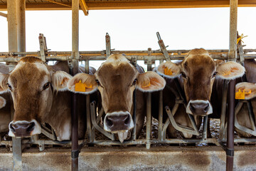 Vacas de producción de leche en establecimiento rural en Italia