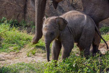 Fototapeta premium baby elephant playing