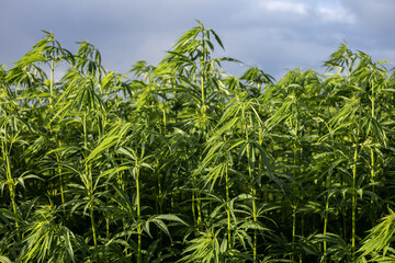 Naklejka premium Field of canabis or marihuana weed