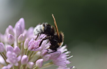 Biene auf einer Schnittlauchblüte