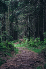 Mystical path in the forest in the Thuringian Forest located in Germany in summer