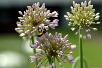 Biene auf einer Schnittlauchblüte