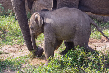 cute Asian baby elephant being playful in wild. safari. national park