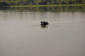 cow on water