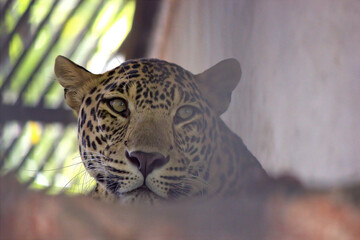A closeup head shot of a Leopard captured in India
