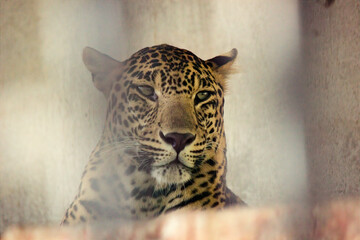 A closeup head shot of a Leopard captured in India