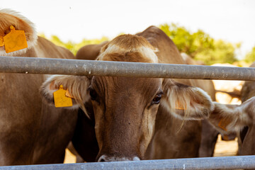 Vacas de producción de leche en establecimiento rural en Italia