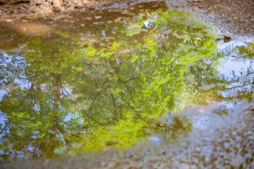 A tree against a blue sky is reflected in a puddle in the city park