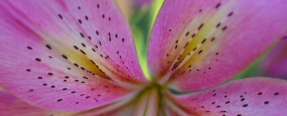 pink lily closeup