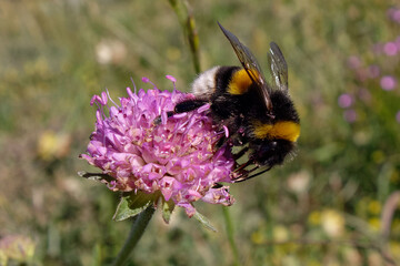 Bumblebee (Bombus) foraging a flower