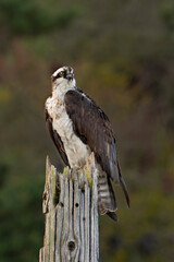 Male Osprey on old wooden post