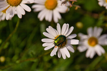 Fototapeta premium colorful beetle on a camomile flower