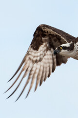 Osprey in flight portrait