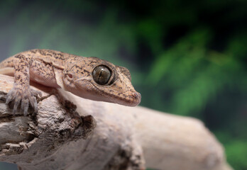 A closeup macro photograph of a common house Gecko resting on a branch with a fern tree in the background