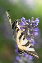 Podalirio - Iphiclides Podalirius