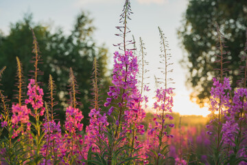 wild useful and beautiful plant ivan tea