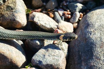 Common Grass-snake (Natrix natrix) from the East Baltic sea coast, where the main biotope is...